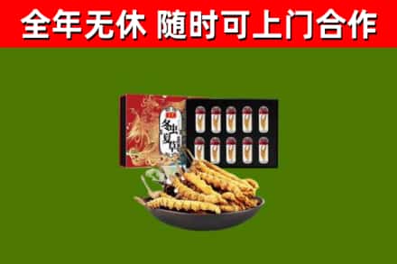 临清回收冬虫夏草价格