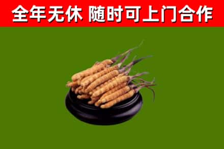 临清回收散虫草