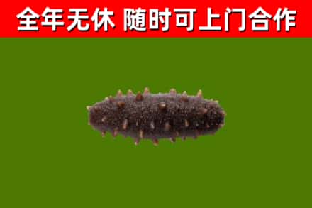 临清回收海参干